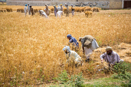 Harvest Grain Punjab Pakistan | Perspective from Narratives Magazine