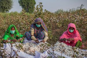 cotton sifting women edited | Balance Sheet from Narratives Magazine