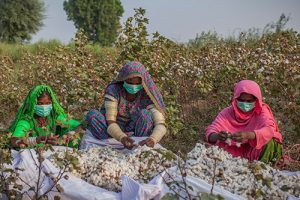 cotton sifting women edited | Ali Mahmood from Narratives Magazine