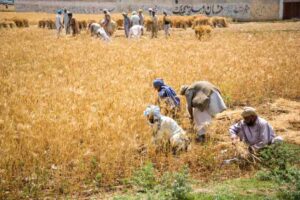 Harvest grain Punjab Pakistan 1024x683 edited | Pakistan economy from Narratives Magazine