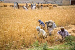 Harvest grain Punjab Pakistan 1024x683 edited | Perspective from Narratives Magazine